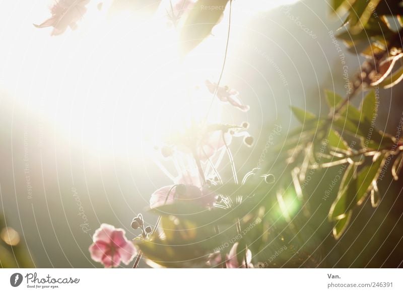 der Sonne entgegen Ferien & Urlaub & Reisen Umwelt Natur Pflanze Sonnenlicht Sommer Schönes Wetter Wärme Blume Sträucher Blatt Blüte Garten frisch hell schön