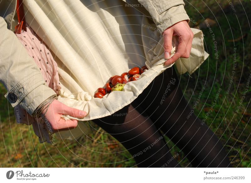 Sterntaler Glück feminin Junge Frau Jugendliche Hand 18-30 Jahre Erwachsene Natur Herbst Schönes Wetter Gras Kastanie Kleid Strumpfhose berühren genießen stehen
