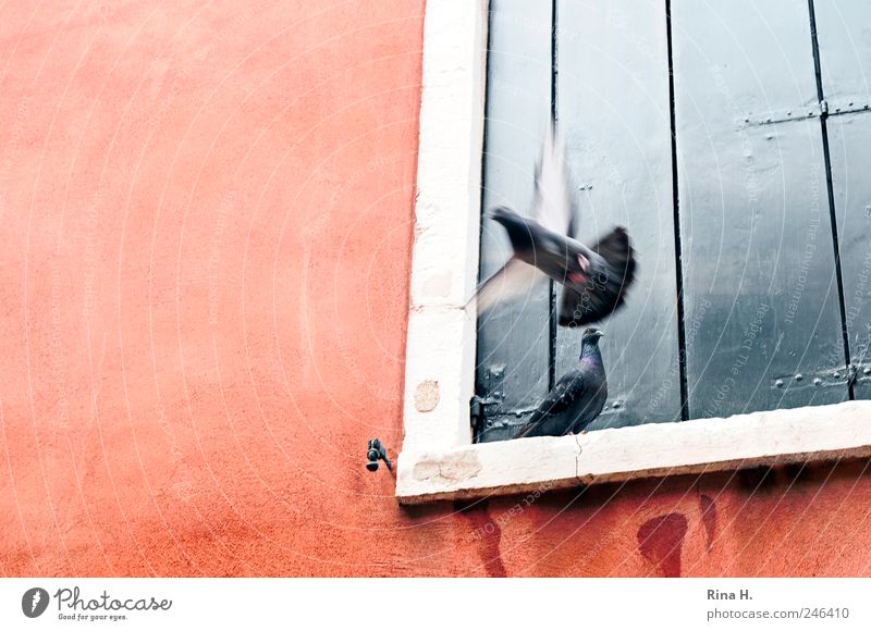 Adieu Mauer Wand Fenster Tier Taube 2 fliegen sitzen Einsamkeit Abschied gehen Farbfoto Außenaufnahme Menschenleer Sonnenlicht Bewegungsunschärfe