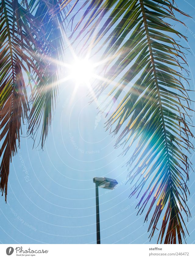 Urlaubszeit Wolkenloser Himmel Sonne Sonnenlicht Sommer Schönes Wetter Baum exotisch Palme Palmenwedel heiß Ferien & Urlaub & Reisen Laterne Farbfoto