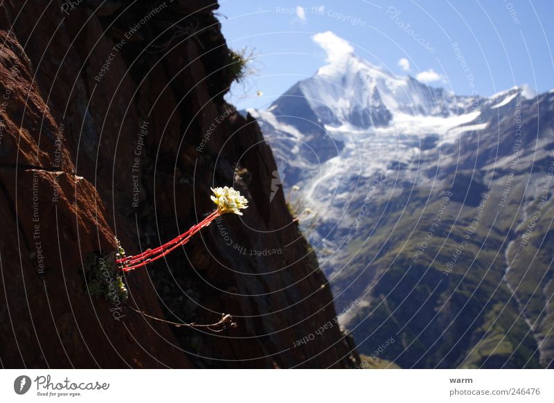 Blume im Sonnenstrahl Natur Wildpflanze Felsen Alpen Berge u. Gebirge Kanton Wallis Schneebedeckte Gipfel Gletscher ruhig Farbfoto Außenaufnahme Menschenleer