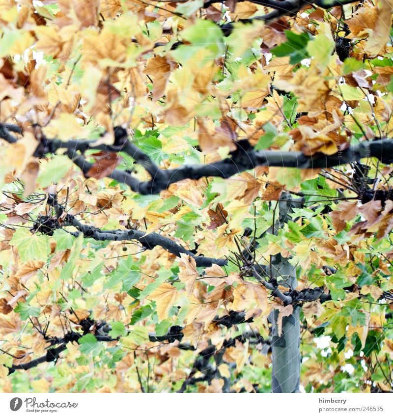leaf salad Gartenarbeit Kunst Umwelt Natur Landschaft Herbst Baum Blatt Park Wald einzigartig gelb grün Design Freiheit Freizeit & Hobby Zufriedenheit Idee