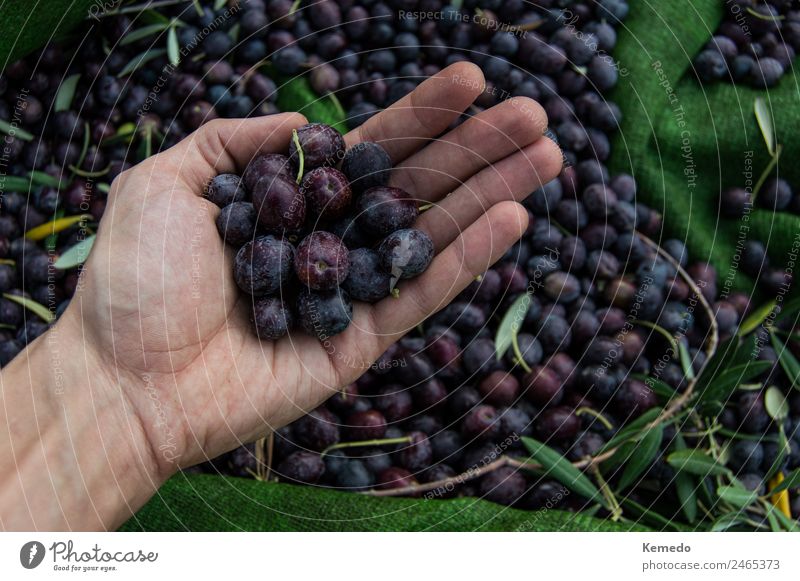 Hand des kleinen Jungen voller schwarzer Oliven. Gemüse Frucht Ernährung Vegetarische Ernährung Diät Gesunde Ernährung Garten Arbeit & Erwerbstätigkeit