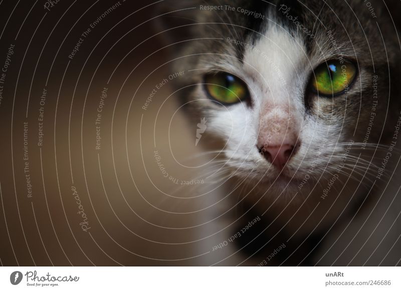 Kätzchen Haustier Katze Tiergesicht 1 beobachten Blick ruhig Fernweh Farbfoto Nahaufnahme Schatten Unschärfe Schwache Tiefenschärfe Tierporträt Blick nach vorn