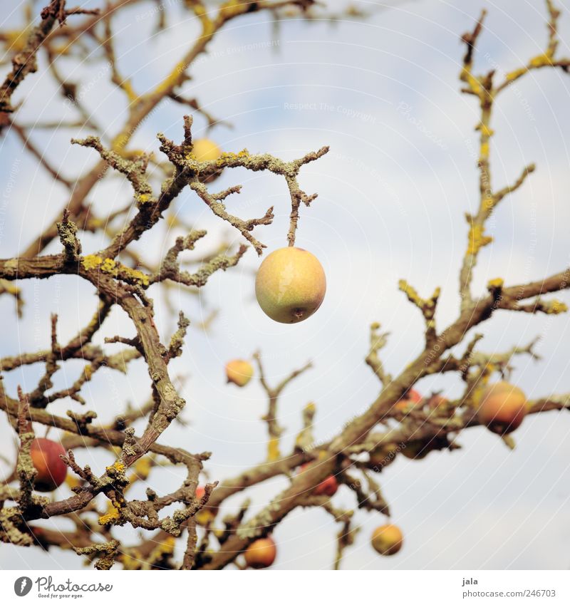 mit letzter kraft... Lebensmittel Bioprodukte Vegetarische Ernährung Umwelt Natur Pflanze Himmel Baum Nutzpflanze Ast Frucht Apfel Apfelbaum alt stark Farbfoto