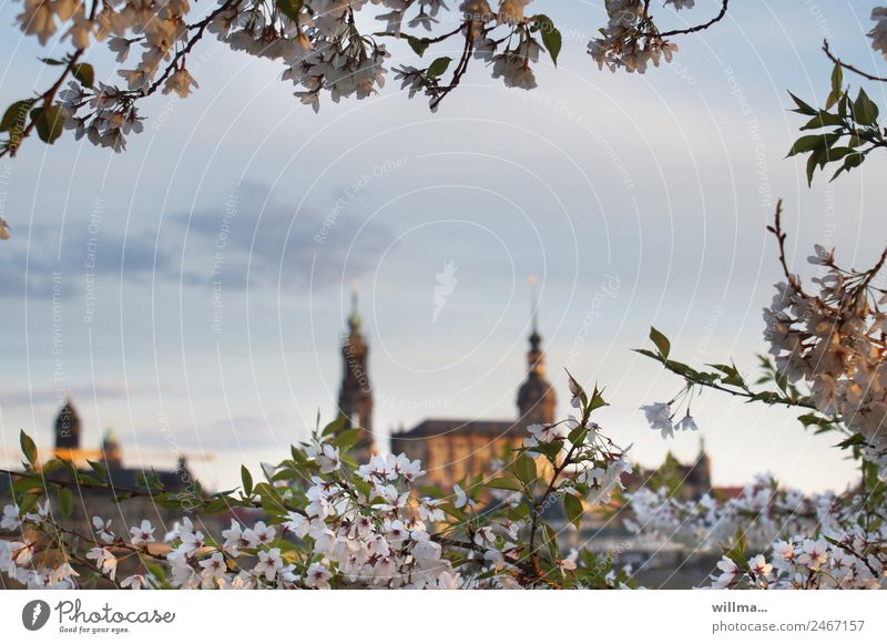 Dresden im Frühling Kirschblüten Elbufer Hofkirche Residenzschloss historisch Abenddämmerung Farbfoto Außenaufnahme Textfreiraum Mitte Silhouette