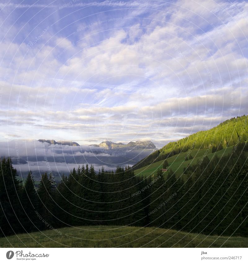 Morgenstimmung harmonisch Wohlgefühl Freiheit Berge u. Gebirge Natur Landschaft Himmel Wolken Schönes Wetter Tanne Felsen Alpen Saanenland Schweiz Erholung Wald