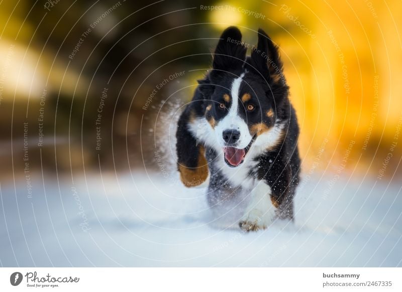 Junger Berner Sennenhund im Schnee Winter Natur Tier Haustier Hund 1 rennen Spielen Coolness Fröhlichkeit gelb schwarz weiß Kraft Freizeit & Hobby Freude