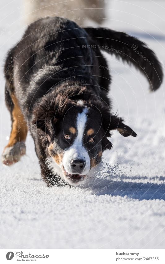 Berner Sennenhund bei spielen im Schnee Wiesenrunde Winter action Hund toben Spielen freude spaß schwarz braun weiß hochkant