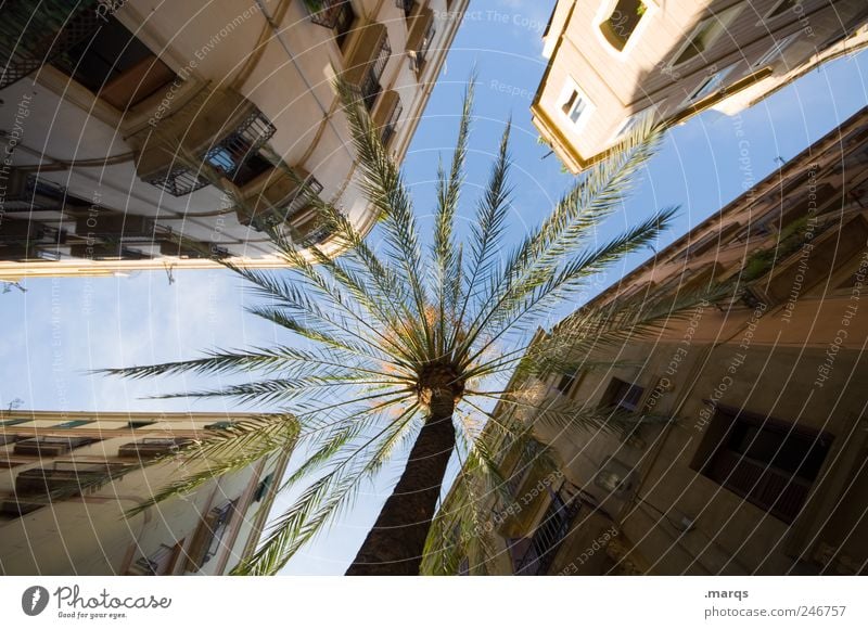Southern Comfort Ferien & Urlaub & Reisen Städtereise Sommerurlaub Himmel Palme Barcelona Spanien Stadtzentrum bevölkert Haus Gebäude Architektur Fassade