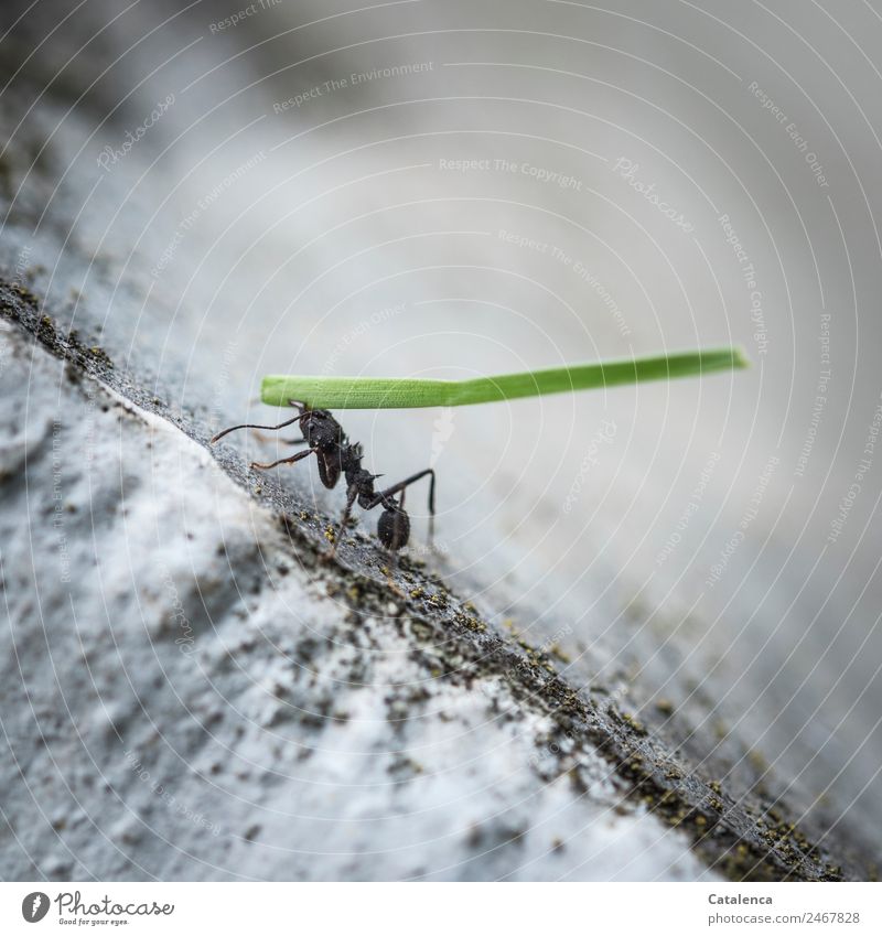 Lebensart | Leben um zu schuften Pflanze Tier Sommer Gras Halm Garten Treppe Insekt Ameise 1 Arbeit & Erwerbstätigkeit krabbeln dünn klein stark grau grün
