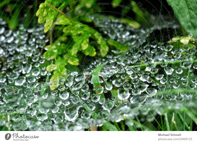 Tropfen im Spinnennetz Umwelt Natur Pflanze Wasser Wassertropfen Regen Gras Sträucher Wiese Flüssigkeit nass natürlich grün Tau Farbfoto Außenaufnahme