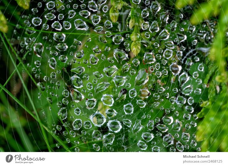 Tropfen im Spinnennetz Umwelt Natur Wasser Wassertropfen Regen Gras Wiese Flüssigkeit nass natürlich grün Tau Farbfoto Außenaufnahme Nahaufnahme Makroaufnahme