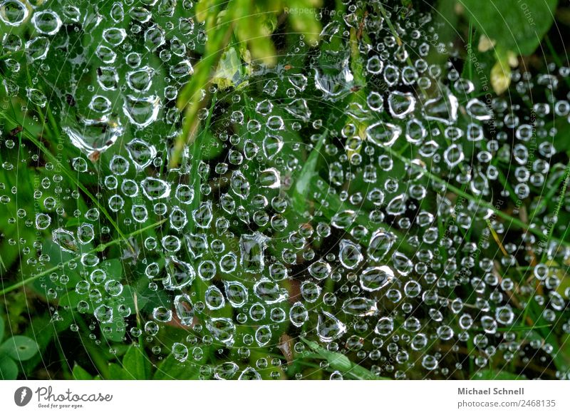 Tropfen im Spinnennetz Umwelt Natur Wasser Wassertropfen Regen Wiese ästhetisch Flüssigkeit natürlich grün nass Tau Farbfoto Außenaufnahme Nahaufnahme