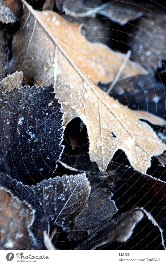 Frostiger Herbstbeginn Natur Eis Blatt schwarz Raureif Eichenblatt Kontrast Herbstlaub herbstlich Farbfoto Gedeckte Farben Außenaufnahme Nahaufnahme