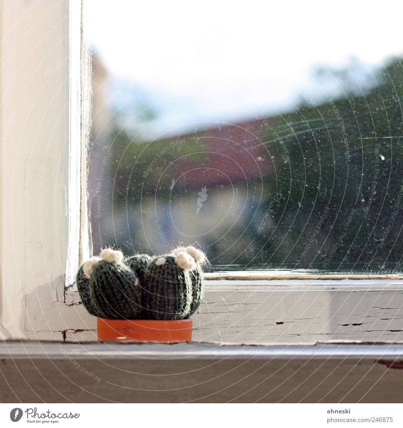 Handarbeit Pflanze Kaktus Zimmerpflanze Fenster Fensterscheibe Fensterrahmen Fensterbrett dreckig Häusliches Leben Wolle Farbfoto Menschenleer Textfreiraum oben