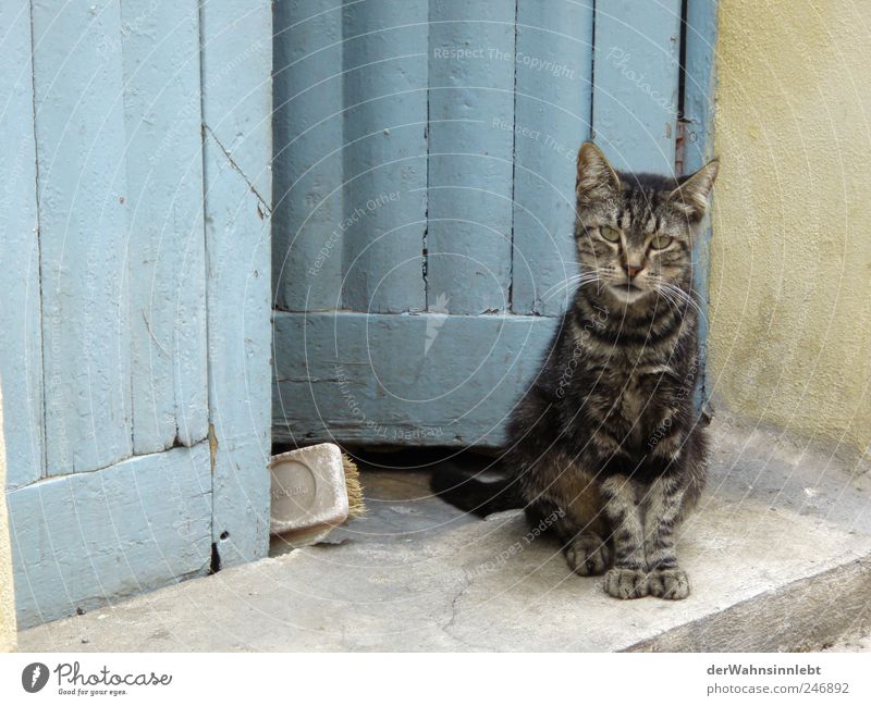 Tritt ein, bring Glück herrein Lipari Italien Dorf Tür Tier Haustier Katze 1 beobachten authentisch blau Zufriedenheit Tierliebe Neugier Interesse Erwartung