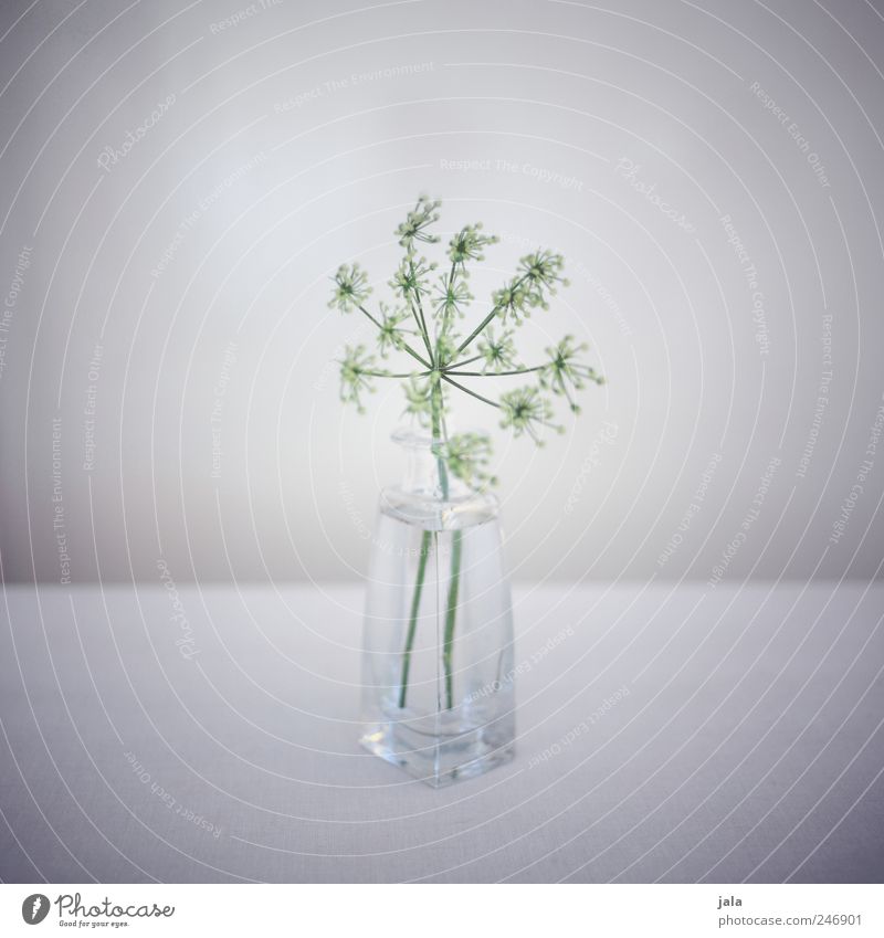zartgrün Dekoration & Verzierung Pflanze Blume Vase Blumenvase Glas ästhetisch schön grau weiß zartes Grün filigran Farbfoto Innenaufnahme Menschenleer