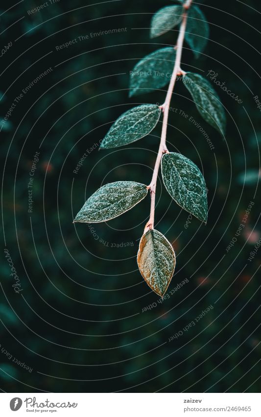 Nahaufnahme eines Zweigs des cotoneaster franchetii mit gegenüberliegenden und hübschen Blättern schön Windstille Winter Berge u. Gebirge Garten Tapete Natur
