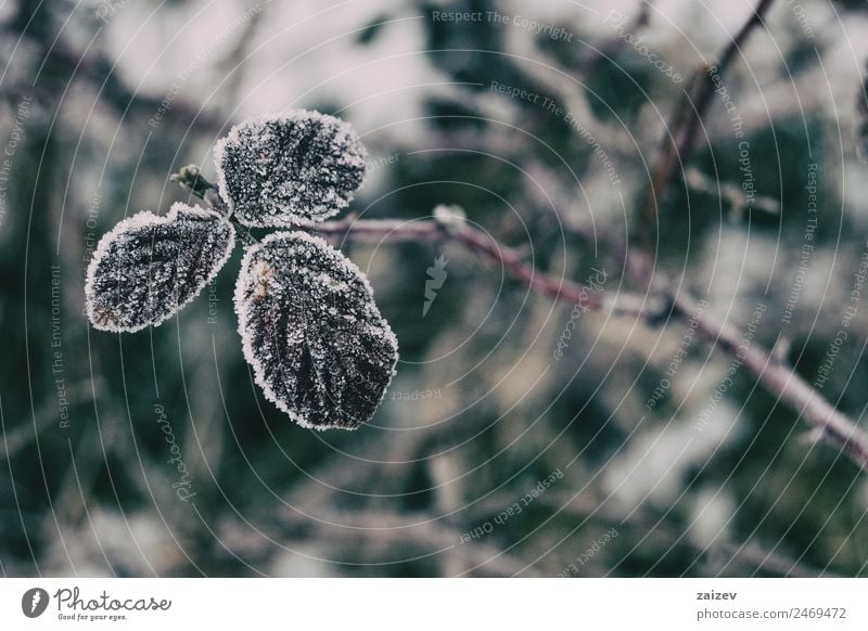 Nahaufnahme von verschneiten Blättern der Rosa rubiginosa im Winter Design Windstille Schnee Herbst Baum Blatt alt dunkel retro wild braun rot weiß Farbe rein