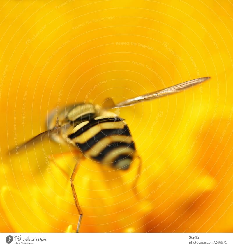 Schwebfliege im Gelb gelb Fliege Syrphidae Hinterteil anders knallige Farbe nah fressen Insektenbeine natürlich Mimikry Sommerfarbe fantastisch außergewöhnlich