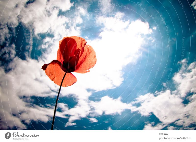 rot Himmel Wolken Sonne Sommer Schönes Wetter Blüte hell Wärme blau weiß Mohnblüte Farbfoto Außenaufnahme Menschenleer Textfreiraum rechts Hintergrund neutral