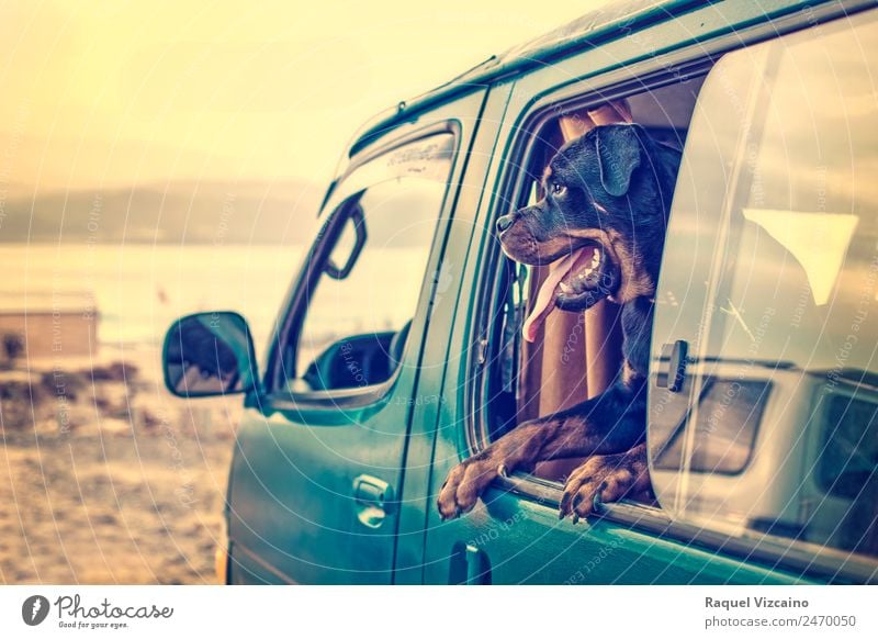 Ein Rottweiler im Fenster eines Lieferwagens, der am Strand parkt. Umwelt Tier Erde Himmel Horizont Sonnenaufgang Sonnenuntergang Sonnenlicht Sommer Wärme Küste