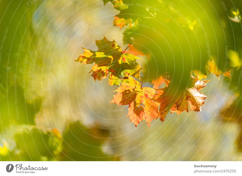 Goldener Herbst Tourismus Umwelt Natur Pflanze Tier Sonnenlicht Wetter Schönes Wetter Baum Blatt Wildpflanze Wald gelb grün orange Deutschland Ahornblatt