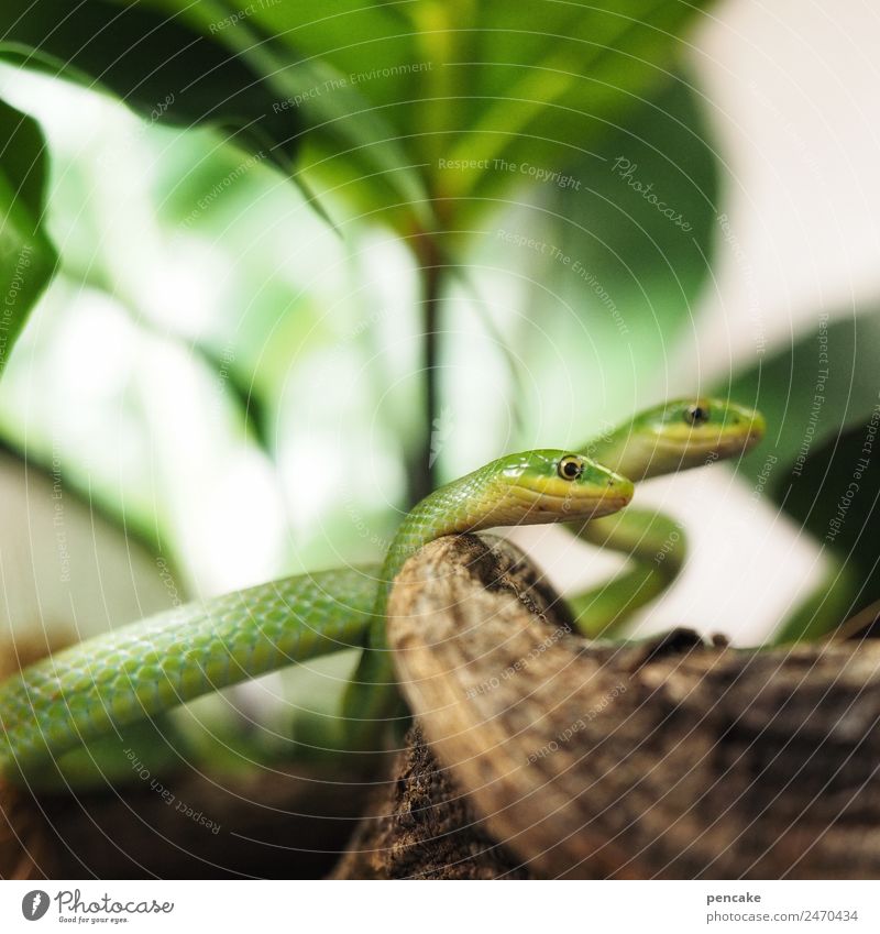 lebensart | reptilien Pflanze Tier Wildtier Schlange 2 beobachten grün Reptil Terrarium Gift Angst Apfel der Erkenntnis Farbfoto Innenaufnahme Nahaufnahme