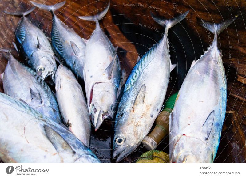 Fischies Ernährung Sushi Tier Totes Tier Aquarium Tiergruppe fangen frisch lecker Madagaskar Lebensmittel Meer Farbfoto Außenaufnahme Nahaufnahme Menschenleer