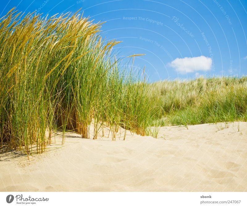 Hol Land Sand Luft Himmel Gras Sträucher Küste Strand Nordsee Meer blau Ferien & Urlaub & Reisen Niederlande Reisefotografie Düne Dünengras Wärme Sommer
