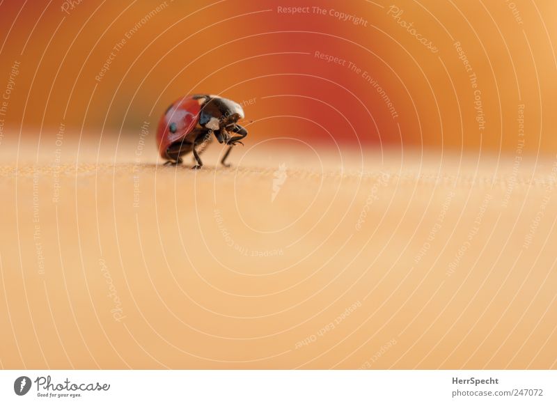 Auf die Plätze... Käfer Marienkäfer 1 Tier krabbeln klein gelb rot schwarz Reinigen niedlich Beine Farbfoto Gedeckte Farben Außenaufnahme Menschenleer
