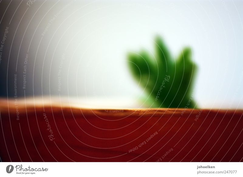 Rätselbild Dekoration & Verzierung Zimmerpflanze Blumentopf Pflanze Kaktus Grünpflanze Topfpflanze Sand Wachstum ästhetisch außergewöhnlich modern braun gelb