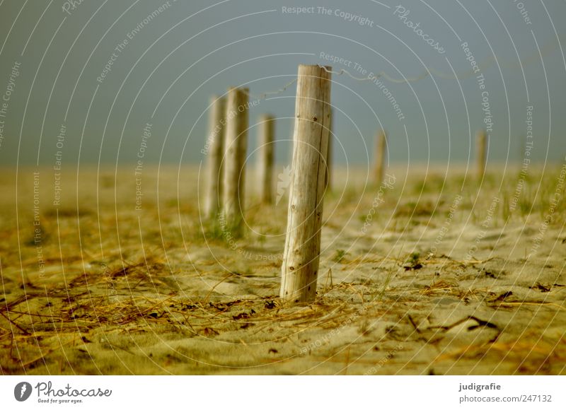 Ostsee Umwelt Natur Landschaft Sand Küste Strand Stimmung Ordnung geschlossen Zaunpfahl Holz Farbfoto Außenaufnahme Menschenleer Tag