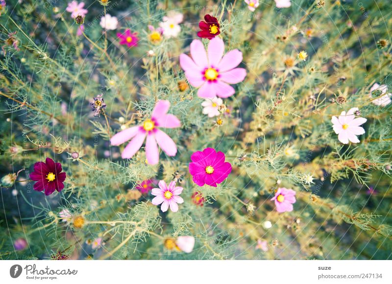 Ich ess Blumen ... Sommer Natur Pflanze Frühling Blüte Blühend Wachstum Freundlichkeit hoch schön natürlich viele grün rosa Blumenfeld Duft Sommerblumen zart