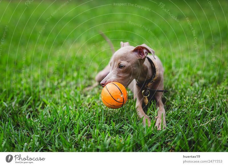 Kleiner italienischer Windhund im Hund Glück schön Freundschaft Natur Tier Haustier 1 Freundlichkeit Fröhlichkeit lustig braun Italienisches Piccolo Whippet