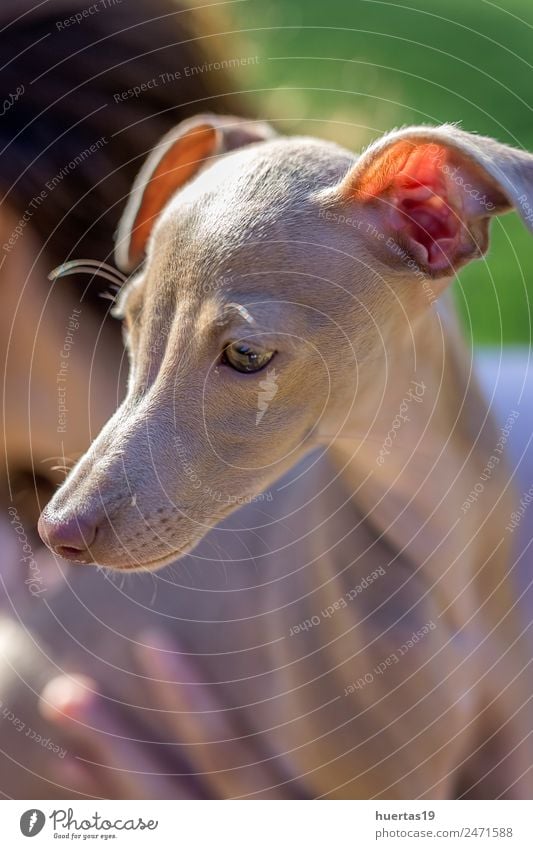 Kleiner italienischer Windhundhund elegant Stil Glück schön Freundschaft Natur Tier Garten Park Feld Haustier Hund 1 Freundlichkeit Fröhlichkeit lustig braun