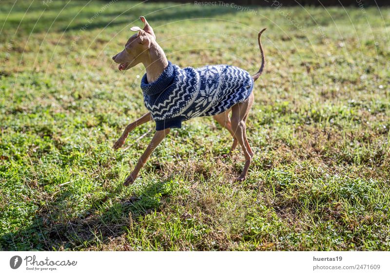 Kleiner italienischer Greyhound Hund im Park Glück schön Spielen Freundschaft Natur Tier Feld Haustier 1 Tierjunges elegant Freundlichkeit Fröhlichkeit klein