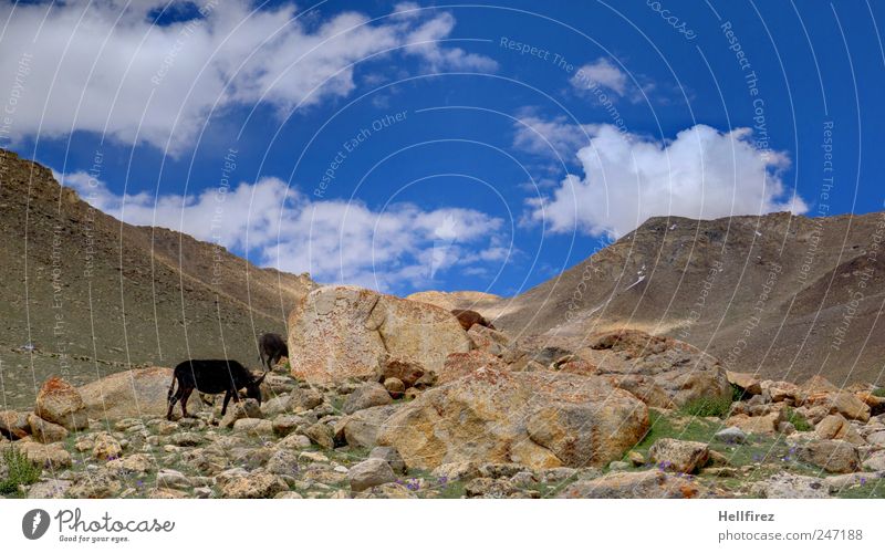 das zauberhafte Ladakh, Land der hohen Pässe Umwelt Natur Landschaft Pflanze Tier Himmel Sommer Berge u. Gebirge "Himalaya Hochgebirge" Wege & Pfade Ferne Erde