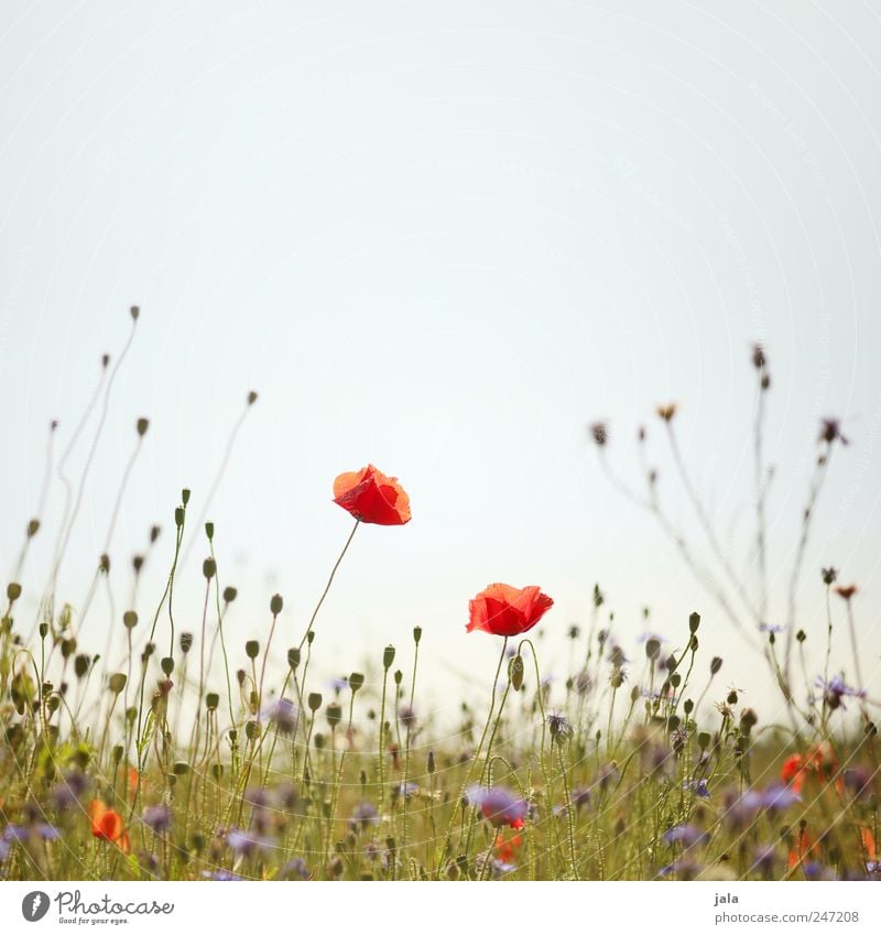 mohn Umwelt Natur Pflanze Himmel Frühling Blume Gras Wildpflanze Wiese natürlich blau grün rot Mohn Mohnblüte Kornblume Farbfoto Außenaufnahme Menschenleer