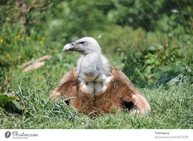 Gänsegeier Tier Vogel Flügel 1 braun grün Gyps Farbfoto Außenaufnahme Tag Totale Wegsehen