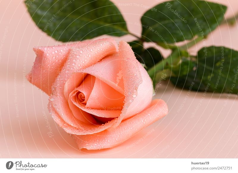 Rosa Rose elegant Stil schön Hochzeit Natur Blume PKW natürlich grün rosa Roséwein vereinzelt Hintergrund Valentinsgruß Haufen Single geblümt Blütenblatt Gruß