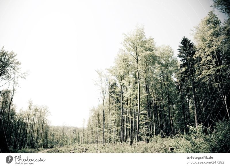 Sturmschneise Umwelt Natur Landschaft Pflanze Himmel Horizont Sommer Klima Baum Wald natürlich grün Mischwald Vogelsberg Hessen Forstwirtschaft Sturmschaden