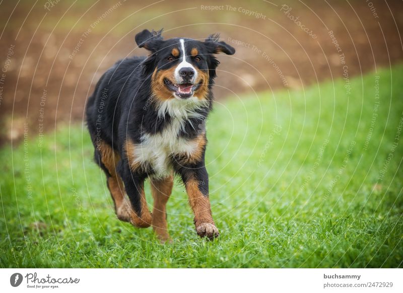 Berner Sennenhund Haustier Natur dog outdoor pet rennen Action bester freund des menschen? bester Freund Rassehund Wiese freude lebensfreude