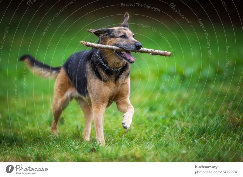 Kira in retrieving Tier Haustier Hund 1 rennen braun schwarz Deutschland Farbfoto Außenaufnahme Menschenleer Textfreiraum rechts Hintergrund neutral Tag