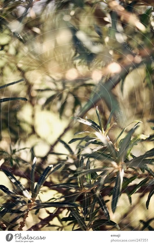 Stacheldraht, natürlich Natur Pflanze Sträucher grün Sanddorn Sanddornblatt stachelig Farbfoto Außenaufnahme Nahaufnahme Detailaufnahme Makroaufnahme