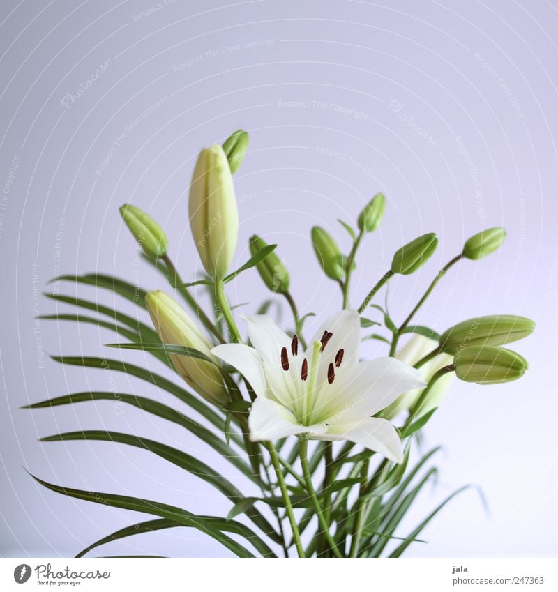 lilien Häusliches Leben Wohnung Dekoration & Verzierung Natur Pflanze Blume Blüte ästhetisch schön grün violett weiß Lilien Blumenstrauß Farbfoto Innenaufnahme