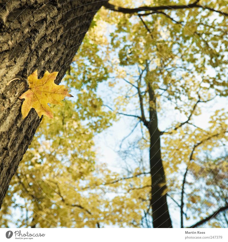 Blatt-Werk Umwelt Natur Landschaft Pflanze Herbst Klima Wetter Schönes Wetter Baum Farbe Wachstum Zeit Baumstamm Ahorn Ahornblatt Farbfoto Außenaufnahme
