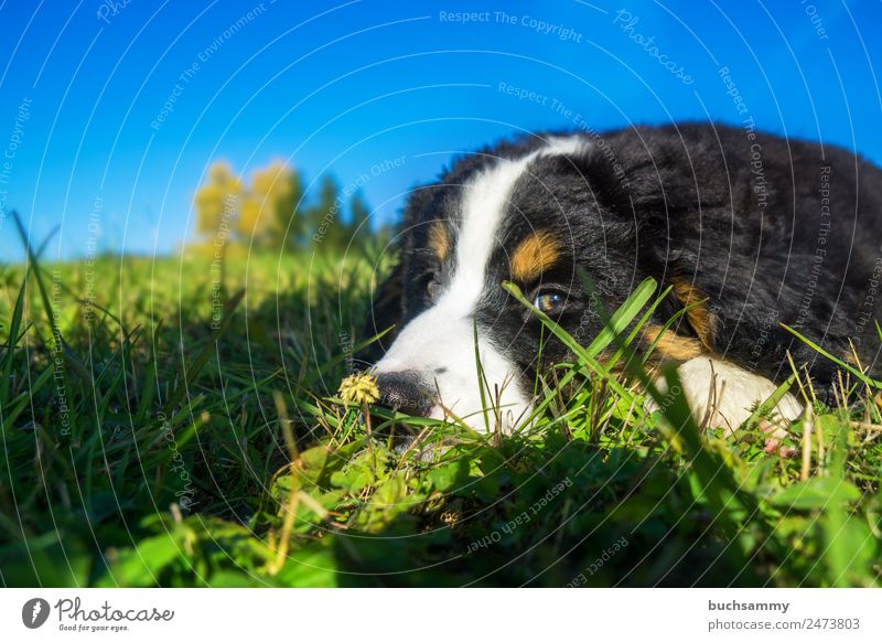 Berner Sennenhund Welpe Natur Tier Himmel Sommer Schönes Wetter Gras Wiese Menschenleer Haustier Hund 1 Tierjunges liegen Blick niedlich blau braun grün schwarz