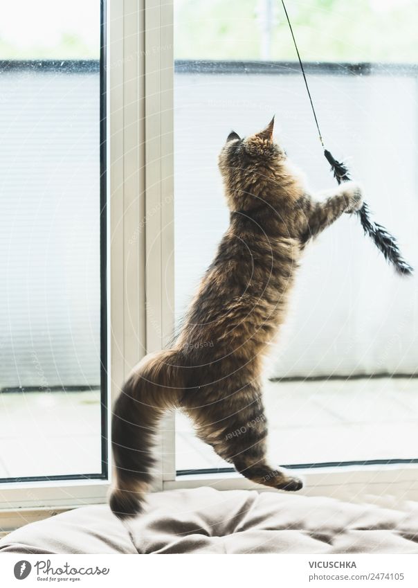 Spielende Katze am Fenster ein lizenzfreies Stock Foto